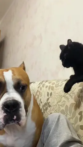 Try not to laugh 😂😂😂 #animals #dog #pet #haha #cat 