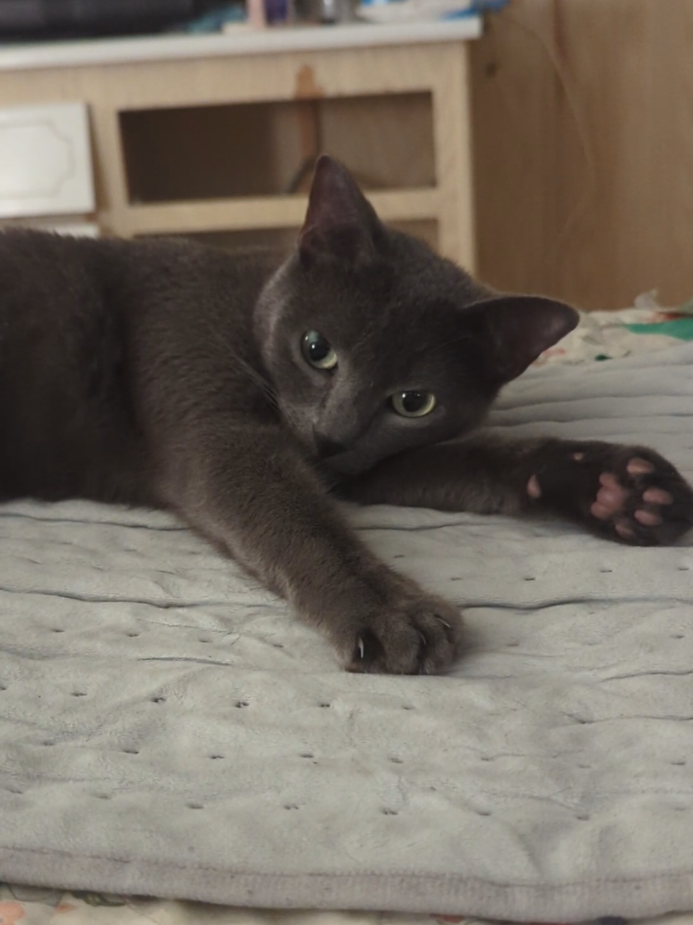 she's so pretty #cute #cat #pet 