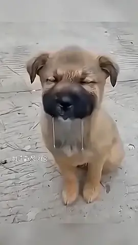 Funny animals #dog #animals #foryoupage #fyp #cute 