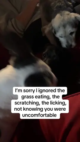 You have a dog, you gotta look into these #ad #dog #dogsoftiktok @Fifth & Fido 