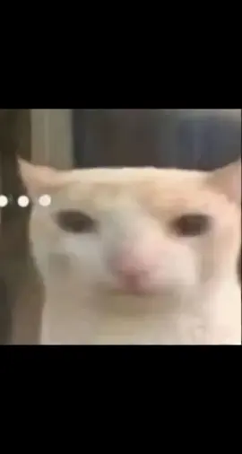 nghe bảo dạo này mn tìm cái này nhiều lắm =)) #memecat #smokecat #meme #cat #xuhuong 