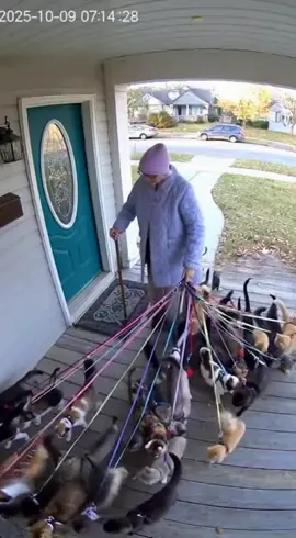 These cats got grandma confused now #cat #sora #sora2 