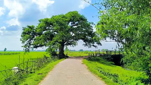 আহা বলো না যুবক কতো দিন হয়  #আনিসুর_রহমান_আশরাফী💖💖 #ফরইউতে_দেখতে_চাই #প্রকৃতির_অপূর্ব_সৌন্দর্য🥰 #ইসলামিক_ভিডিও_🤲🕋🤲 #বাংলাদেশি_ভাইরাল_টিকটক_ 