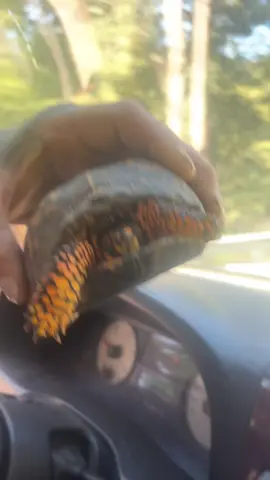 I don’t care what animal it is, if it’s in danger or needs help - we’ll do whatever we have to do to help them all 🐢  #turtle #wildlife #oldvideo #rescuinganimals #fyp 