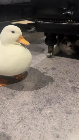猫に動じない強いあひる #猫  #かわいい  #ペットのいる暮らし  #あひる  #おもしろ動画 