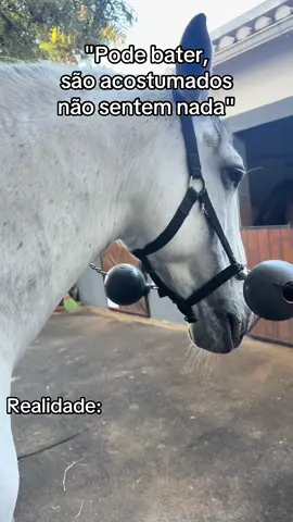 Os cavalos sentem dor, medo, tristeza e estresse, assim como qualquer ser vivo sensível. Eles não “acostumam” com maus-tratos — o que acontece é que aprendem a suportar, por instinto de sobrevivência. Mas o trauma físico e emocional continua ali, silencioso.