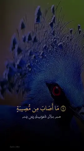 #سبحانالله #سبحانالله #لا_اله_الا_الله #الله_اكبر #