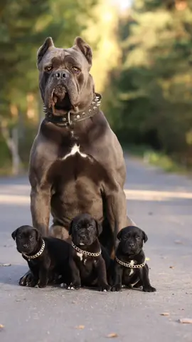 #канекорсобеларусь #canecorsoitaliano #canecorso 