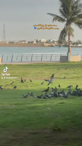 مساء هادي مثل رفرفة الحمام، وبحر ساكن يحتضن الغروب 💙🕊️
