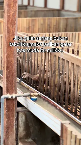 #bosmuda #peternakbebek #bebekpetelur #peternakmuda #peternak #KRD #kiarunnerduck 