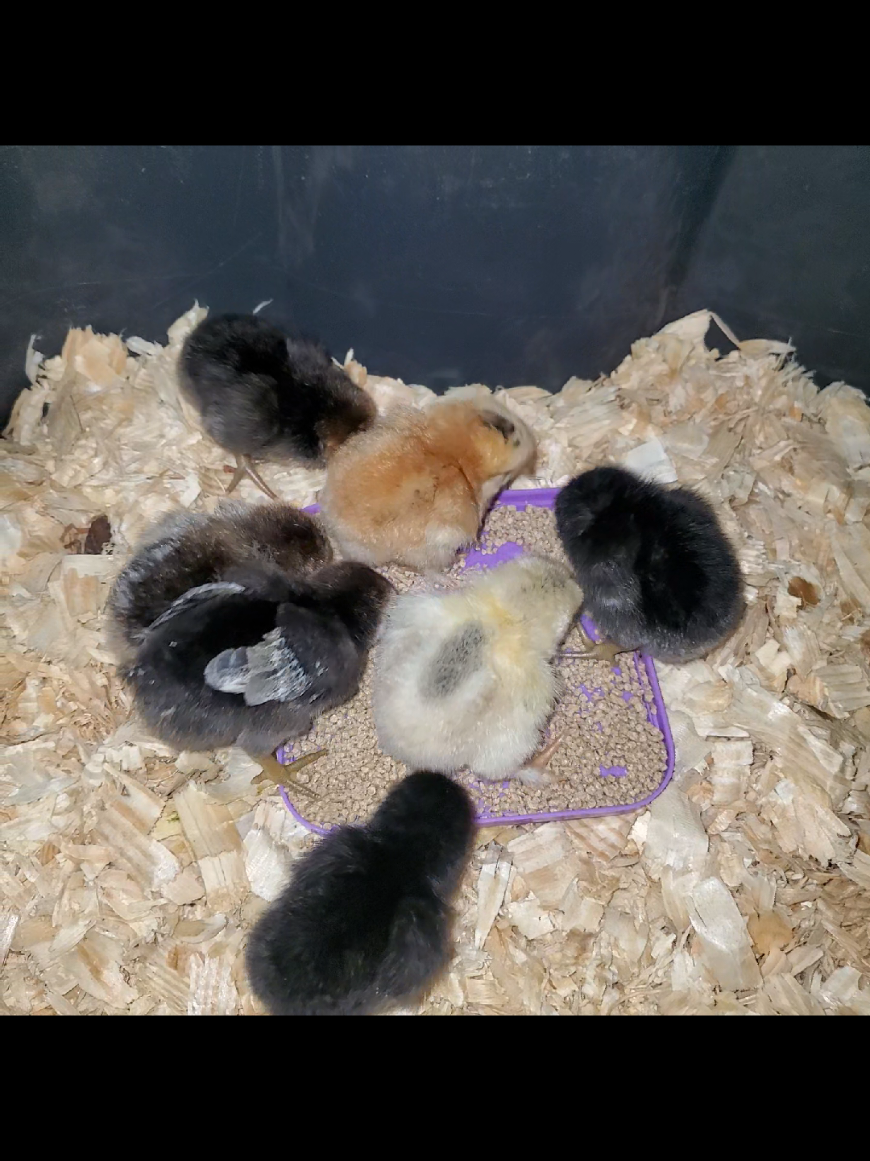 The babies are eating!!!