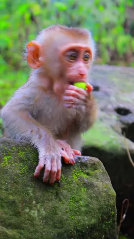 Cutest Baby Jacee 💓  #monkeyskh #jacee 