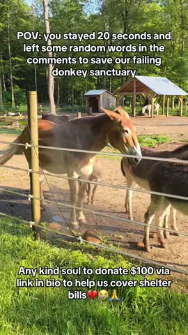 #DonkeyLove #SponsorADonkey #DonkeySanctuary #DonkeyRescue #AnimalRescue     