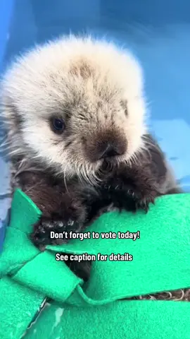 We are the only Canadian 🇨🇦 finalist in our category for the 2025 Land Rover Defender Service Awards and we need your help!!! The winner will be chosen by public vote and you can vote once a day until Oct 19. If we win, we’ll be awarded a new rescue vehicle and $30,000 to help us continue rescuing sick, injured, and orphaned marine mammals along our coast. Vote now!! (Linked in our bio)  #DefenderServiceAwards #marinemammalrescue #seaotter #cutebabyanimals #tofino 