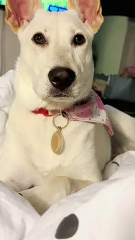 Te amo con toda mi fe, sin medias 🖤  #dogsoftiktok #dog #dogs #doglover #dogmom 
