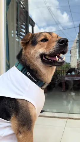 +1 chiếc vòng cổ của boss siêu xịn xò  #dog #doglover #pawereen #petlover