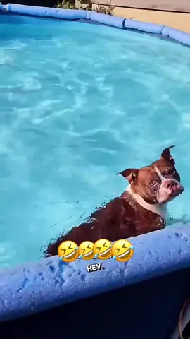 #talking #voiceover #funnyvideos #animals #dogsoftiktok 