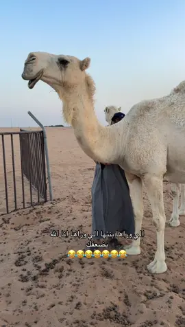 الي وراها بنتها الي وراها انا الله يضعفك #فارس_الجروي #الجزل #فرحان #😂😂😂😂😂 