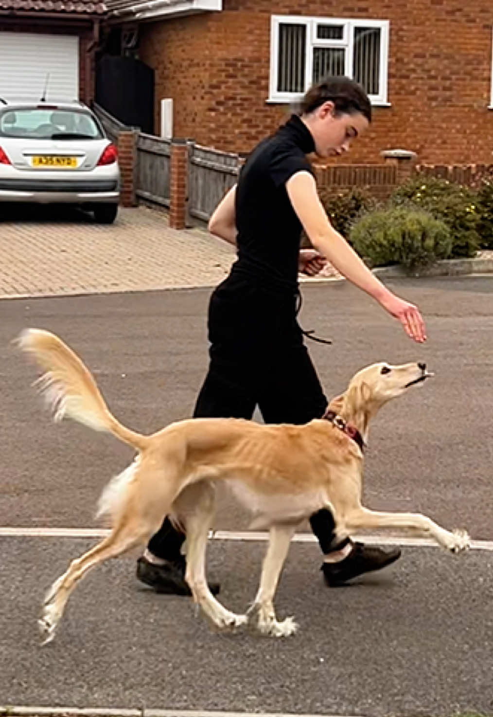 Skip strutting her stuff 😍 Before fou comment- she is in the recommended weight range for her breed, eats well and the vet is happy with her weight. When she was a pup she had stomach problems which meant she struggled to put on weight but now she is happy healthy and fit. She is also a very active dog so will shead excess weight and build muscle instead. #fyp #saluki #DogTraining #dogtricks #tiktokviral 