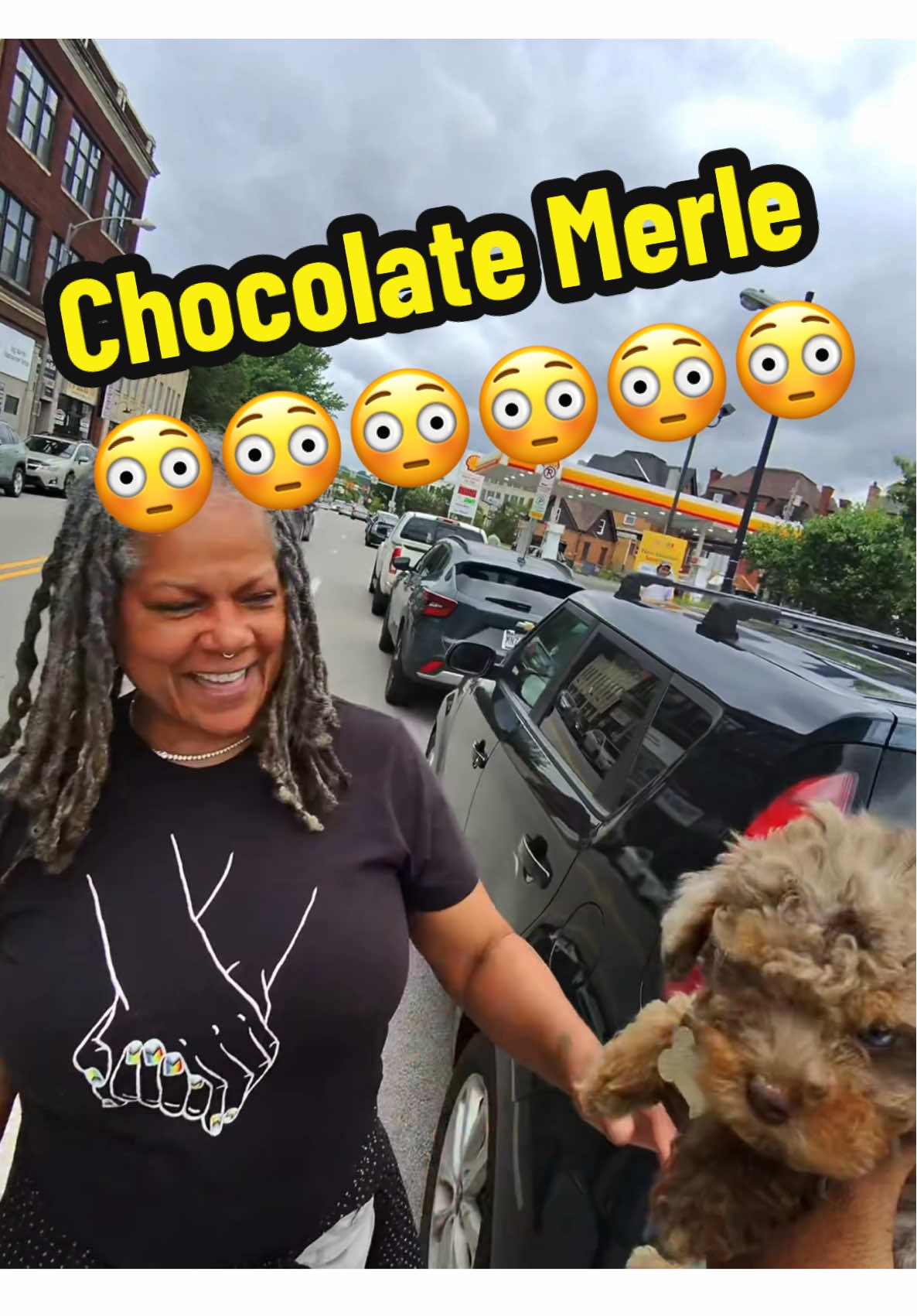 Rarest in the world the Blue eyed chocolate Merle 😳 #toypoodle #nyc #jersey #viral #fyp 