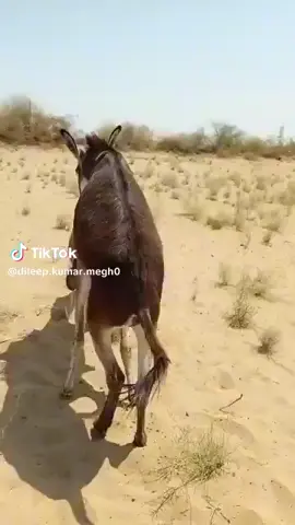 #oromotiktok #fentysuperbrandday #ethiopian_tik_tok🇪🇹🇪🇹🇪🇹🇪🇹 #creatorsearchinsights #fouryoupage 