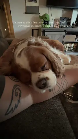 wish they could live forever #dogmom #dogtok #pawrents #mansbestfriend🐶 #cavalier #cavalierkingcharles #dogs #fyp #foryou #doglife 