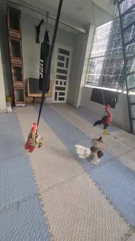 Dummy rooster #gamefowlhawaii #gamefowl #gamefowlnation #gamefowlbreeder #gallosdecalifornia 