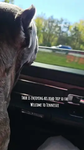 #roadtrip #moabbound #canecorso 