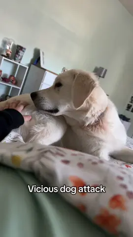 He’s crazy!😝 #goldenretriever #dog #dogsoftiktok #dogs #dogsoftiktok 