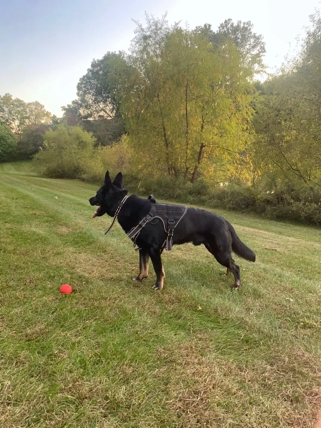 This Rabbitgoo dog harness is such good quality ~ adjustable for the perfect fit, reflective for night walks & super comfy for my pup! 💪🏻🐕‍🦺 Perfect for walks, hikes & adventures outside 🌳 @Rabbitgoo  #rabbitgoo  #RGcommunity  #rabbitgooharness #creatorsearchinsights #dogsoftiktok fyp 