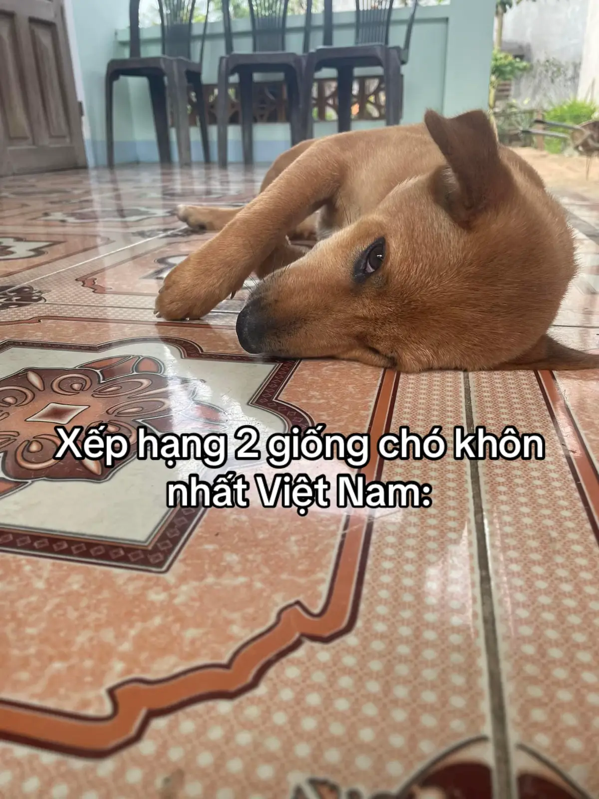 Top 2 không làm bn thất vọng #TikTokAwardsVN #khamchuabenhthucung #chomeodethuong🌈⚡⚡⚡⚡ #tiemnguachomeo #thuybluevet 