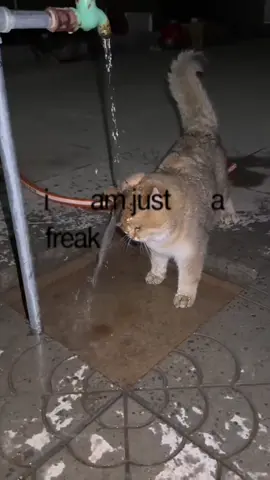 #CapCut who hurt bro😭 (song: ilyTOMMY - sick & tired 3) *unreleased* @sims #ilytommy #hoodtrap #catsoftiktok #tiktok 