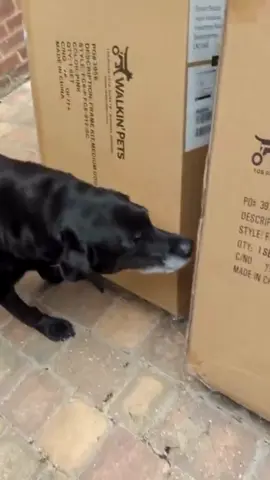 From box to built - it's Molly’s first ride in her new wheels! 🛞 We can’t wait to see where she goes first! #WalkinPets #WheeliePets #PetWheelchair #DogWheelchair