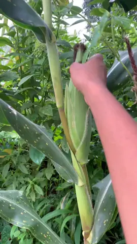 #flypシ #camerountiktok🇨🇲 #ouest 