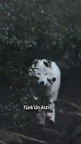 #türkkızı #asena #bozkurt #vatan #bayrak 
