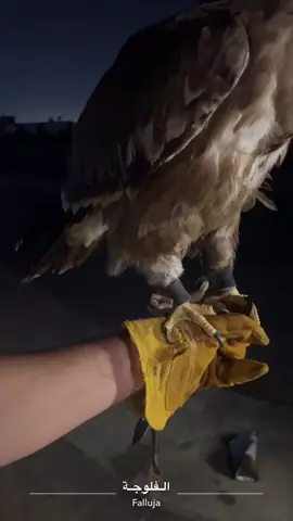🦅 