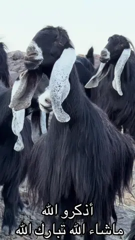 #ماشاءالله_تبارك_الله_اذكروا_الله #ماعز_عوارض_صنف #حريات_حرش_صنف #نوادرالحلال #المملكه_العربيه_السعوديه🇸🇦 
