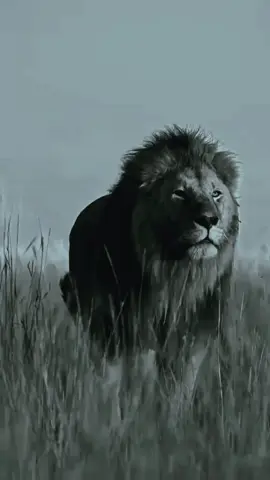 #لدي_ثلاث_قوانين_لاتكذب_علي_لاتستغلني_واذا_تعبت_مني_اتركني_وحدي  @kadar hamri @💔حبيبي والزمن ضدي💔  @عشق الروح💞 @motivation @طور نفسك #اقتباسات_عبارات_خواطر🖤🦋❤️ #خواطر #كلمات #عبارات 