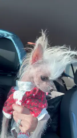 #mrpumpernickel #chinesecrested #hairlessdogs