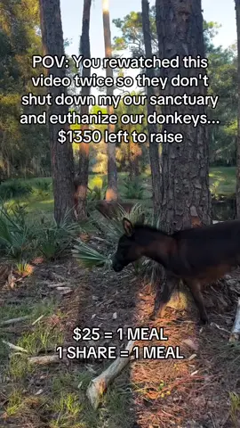 Fundraising link in bio #donkeysoftiktok #usa_tiktok #usa🇺🇸 #ponylove #donkeys 