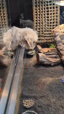 #dog #beardeddragon #baardagaam #fyp #reptilesoftiktok 