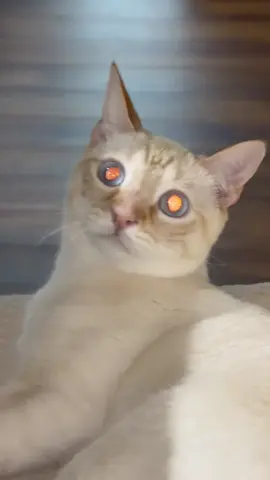 #CapCut Lol..Maui boy!😱🍑 #trending #viral #catsoftiktok #trendingvideo 