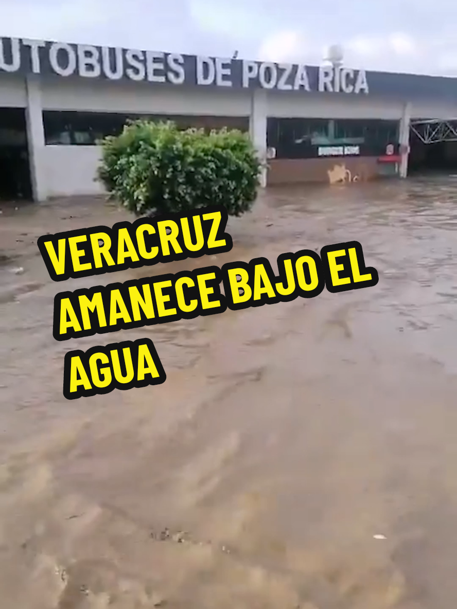 🚨 Veracruz amanece bajo el agua  Las fuertes lluvias registradas en Veracruz provocaron que el río Pantepec se desbordara, dejando severos daños, entre ellos, la Central de Autobuses en Poza Rica amaneció inundada.  📹: _infoLibre #veracruz #agua #inundacion #fyp #viral