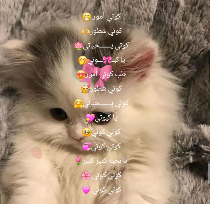 كوتي كوتي 💕