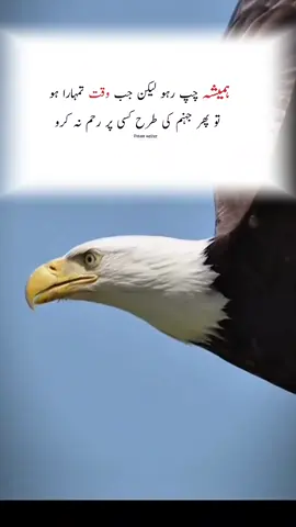 ہمیشہ چپ رہو لیکن جب وقت تمہارا ہو تو پھر جہنم کی طرح کسی پر رحم نہ کرو#aqwalzarin #fyp #aqwal_ezareen #aqwal_e_zarein #aqwal 