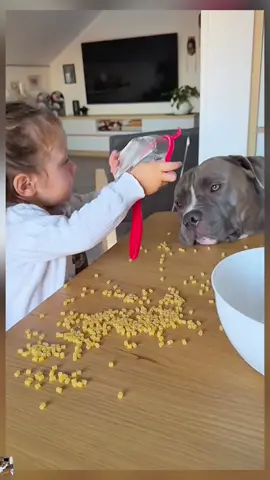 Mino so cute 😍😊 #pet #dog #baby #PetsOfTikTok #dogsofttiktok 