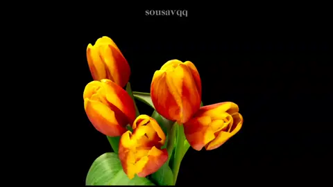 #lirycs #música #mpb #fyp 