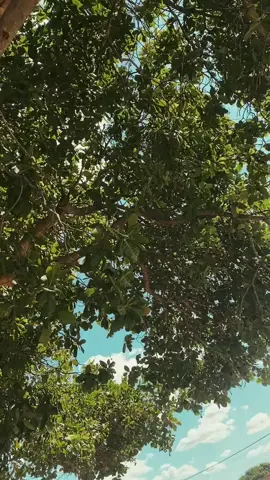 #fyyyyyyyyyyyyyyyyyyyyyy #graudemoto #paratiiiiiiiiiiiiiiiiiiiiiiiiiiiiiii #amatainovou #125cc #150 #chapamáxima #fypage #viralreels #fyyyyyyyyyyyyyyy