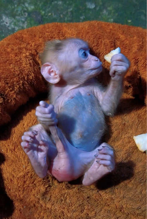 #monkey #monkeydluffy #babymonkey #monkeys #usa 