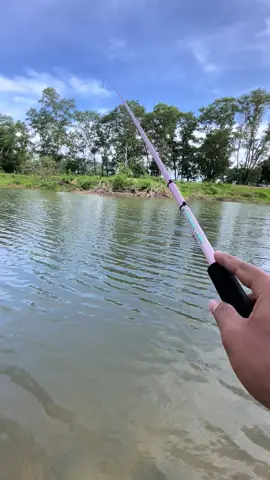 pesona joran tegek PHOENIX LAND 240 #mancingwader #microfishing #mancing 